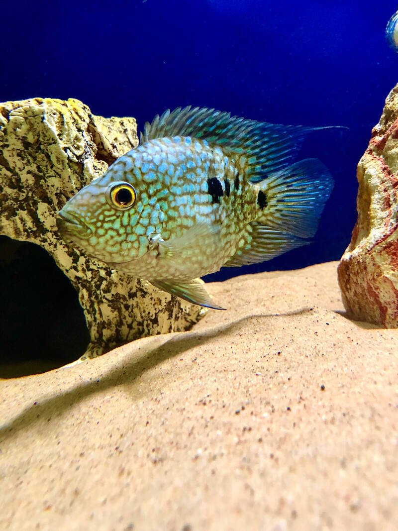 Herichthys cyanoguttatus commonly known as Texas cichlid swimming in a freshwater tank setup with rocks along the bottom and sand