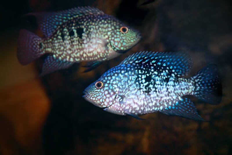 A pair of a female and male of Herichthys cyanoguttatus also known as Texas cichlid swimming together in aquarium