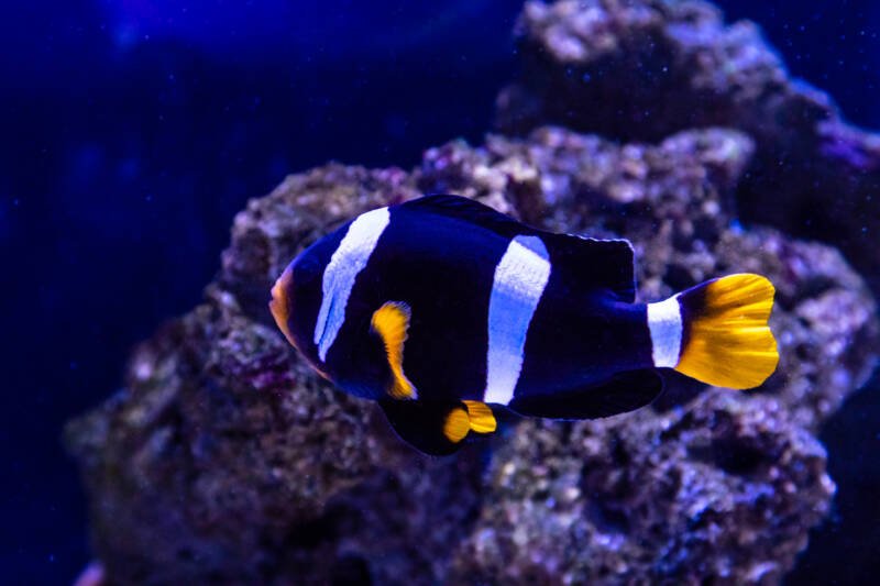 Amphiprion tricinctus commonly known as three-banded clownfish swimming in a marine aquarium with live rocks
