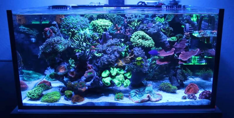 Traditional reef aquarium with SPS and LPS corals