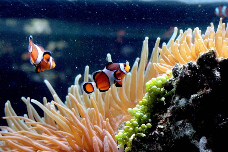 Pair of Amphiprion percula also known as orange clownfish or true percula swimming in a a coral reef with anemones