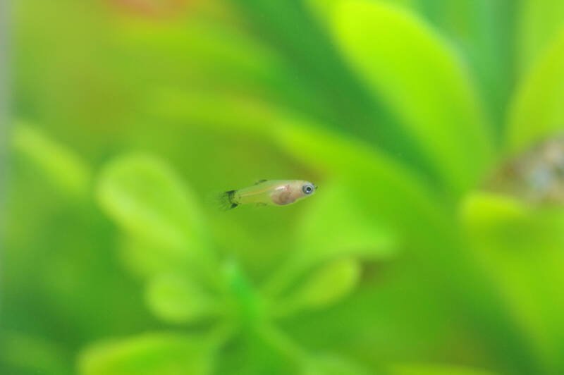 Young platy fish free swimming in a planted aquarium