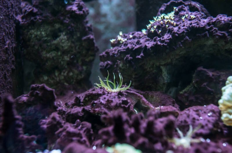 Aiptasia anemone attached to a live rock in a marine aquarium