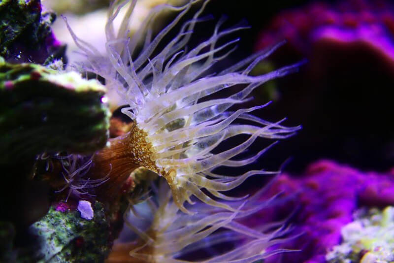 Small glass anemone pest (Aiptasia pallida) on a live rock in a reef tank