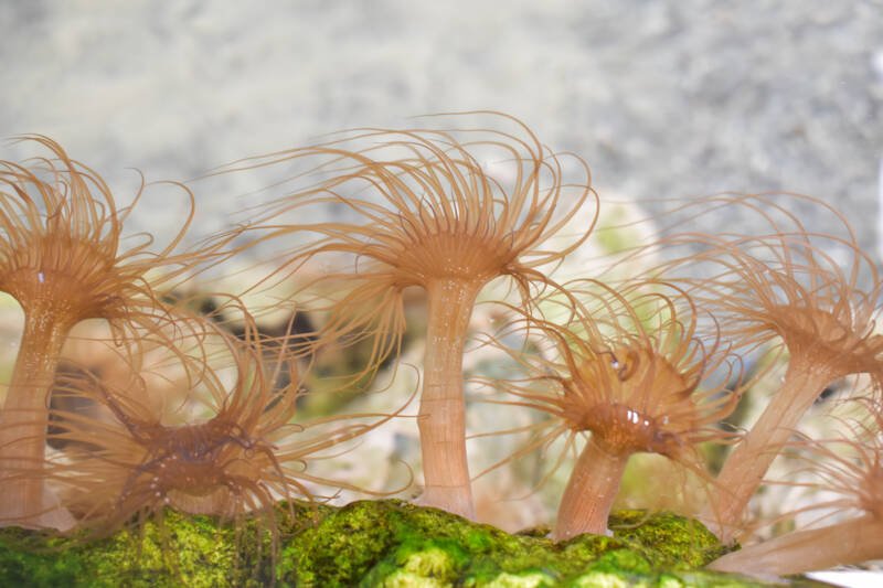 Colony of Aiptasia anemones in saltwater aquarium
