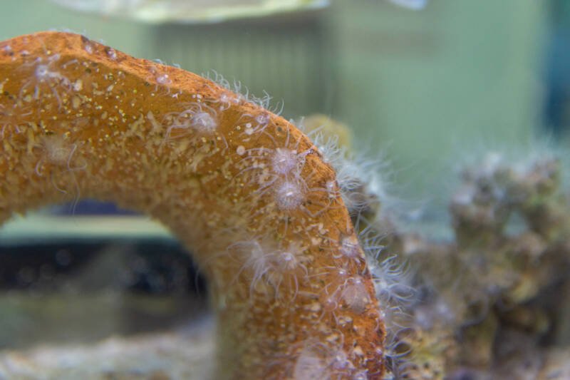 Colony of Aiptasia anemones spreading on a rock in a marine aquarium