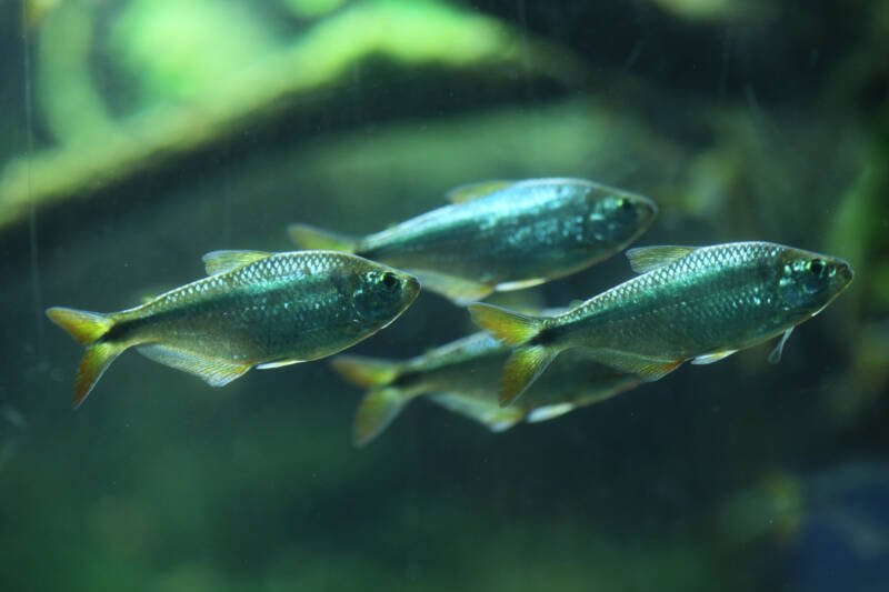 School of Astyanax mexicanus - School of Astyanax mexicanus- surface-dwelling form of Mexican tetras swimming in aquarium