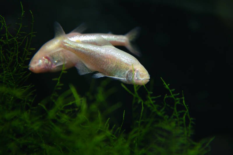 Two blind cave Mexican tetras swimming among the live plants in aquarium
