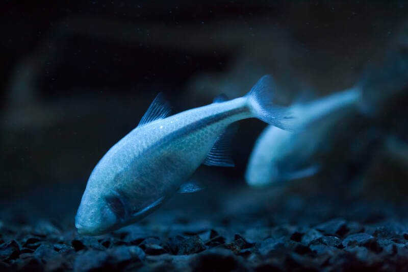A pair of Astyanax mexicanus also known as Mexican tetra or blind cave tetra searching for food on the bottom of aquarium
