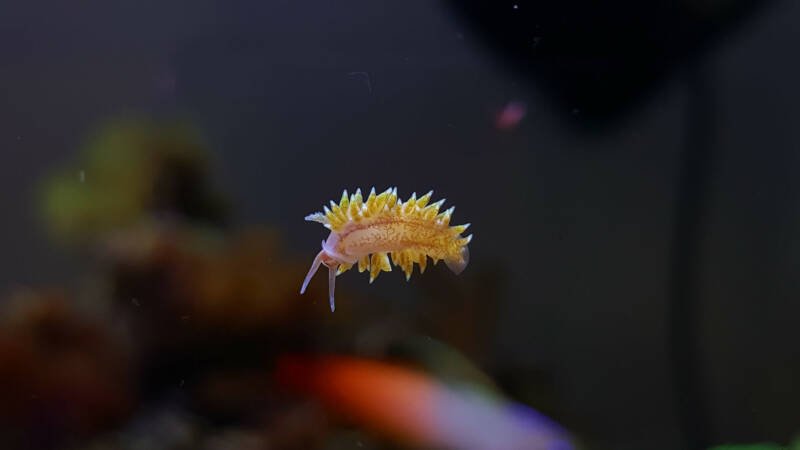 Berghia stephanieae also known as a sea slug known for being an aiptasia eater moving on a glass in a marine aquarium