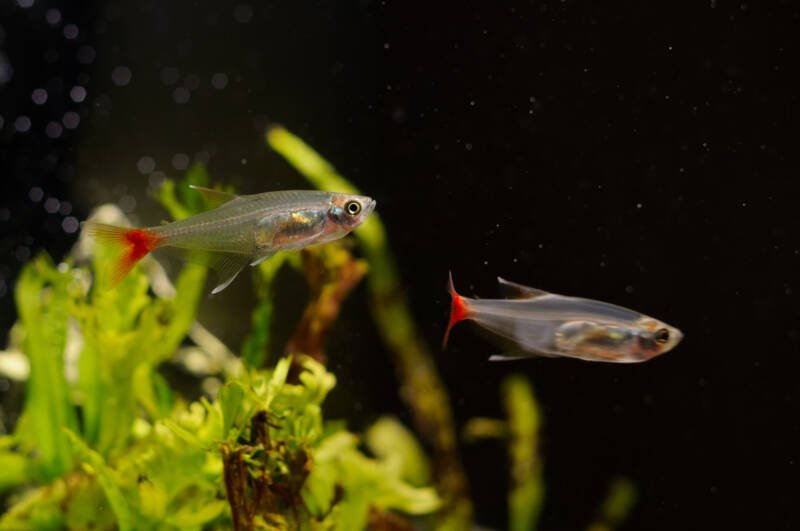 Pair of Aphyocharax anisitsi also known as bloodfin tetras swimming in a planted aquarium