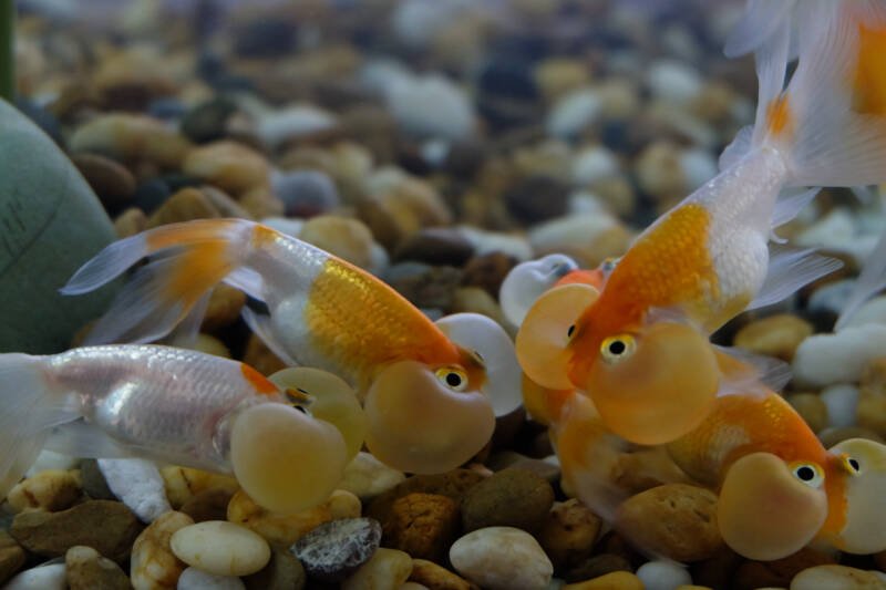 Shoal of bubble eye fancy goldfish swimming together close to a gravel bottom in aquarium