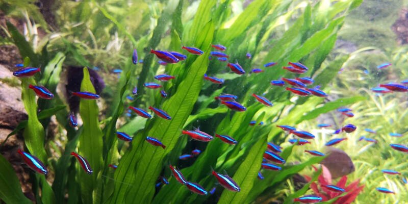 School of Paracheirodon axelrodi also known as cardinal tetras swimming in aquarium with amazonian sword aquatic plants