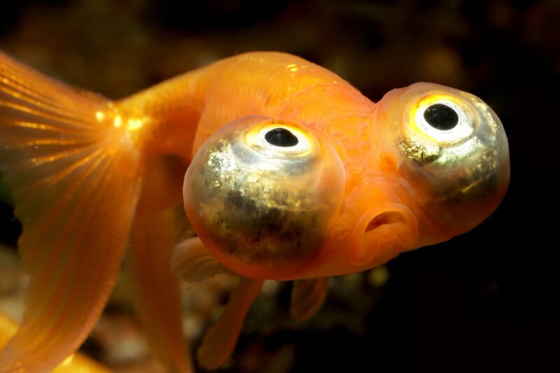 Celestial eye goldfish fancy breed of goldfish swimming on a dark background