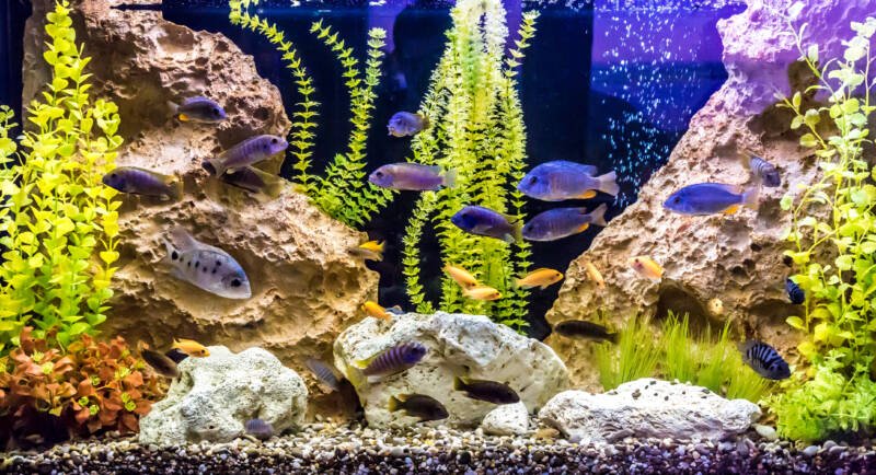 Decorated tank setup with a shoal of different cichlid species swimming together among the rocks and artificial plants