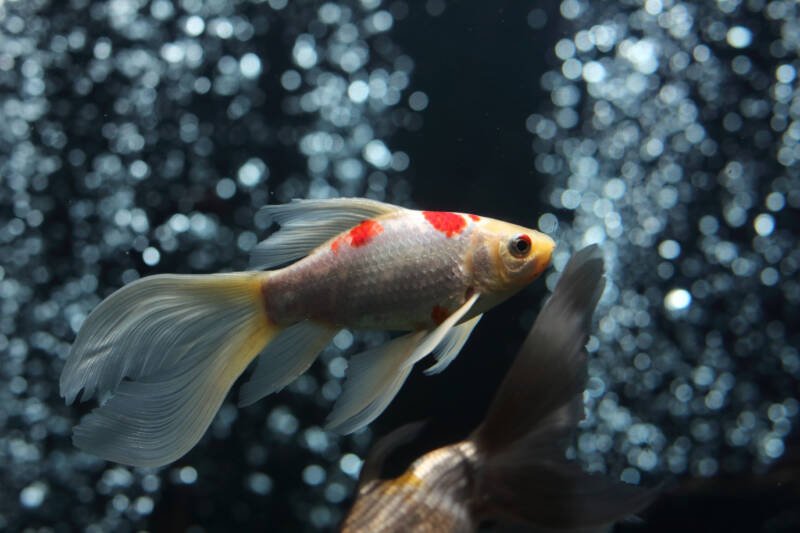 Sarasa variation of comet goldfish swimming in aquarium with a lot of bubbles