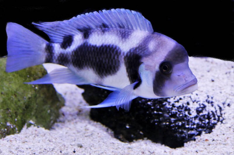 Cyphotilapia frontosa also known as frontosa cichlid swimming in a freshwater aquarium with rocks and white sand