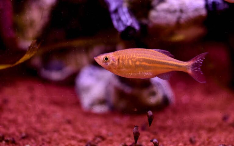 Pregnant Zebra Danio? What to Look For & What to Do (Guide)