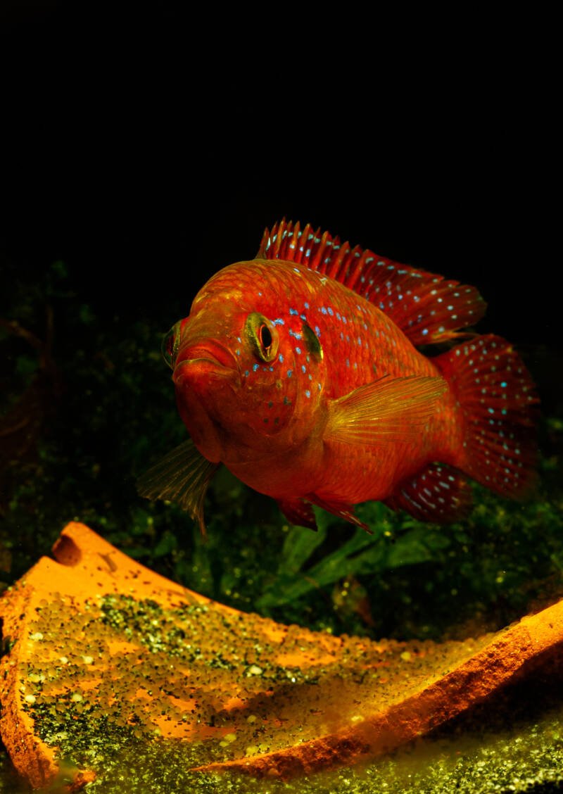Female jewel cichlid in breeding colors with deposited eggs on a clay pot in aquarium