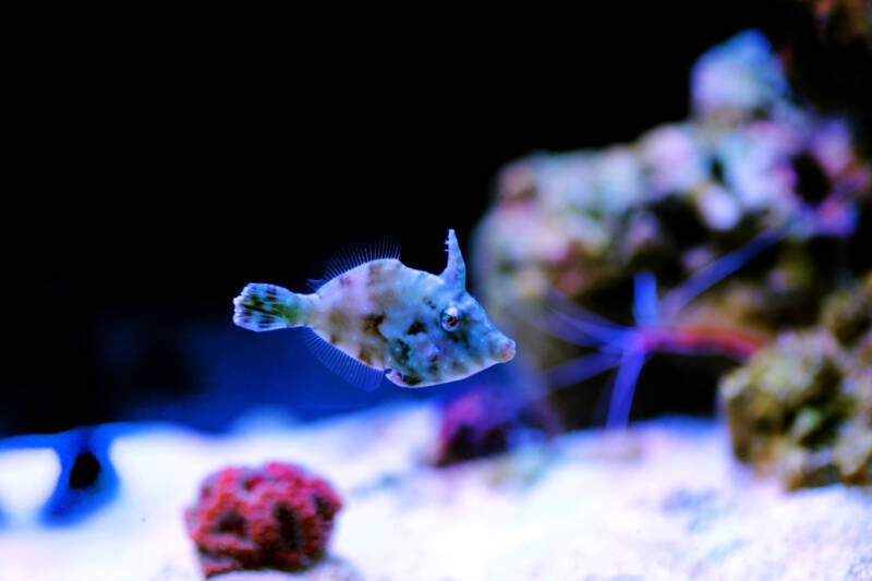 Aiptasia eating Acreichthys tomentosus known commonly as filefish swimming in a reef tank with corals, sea stars and live rocks
