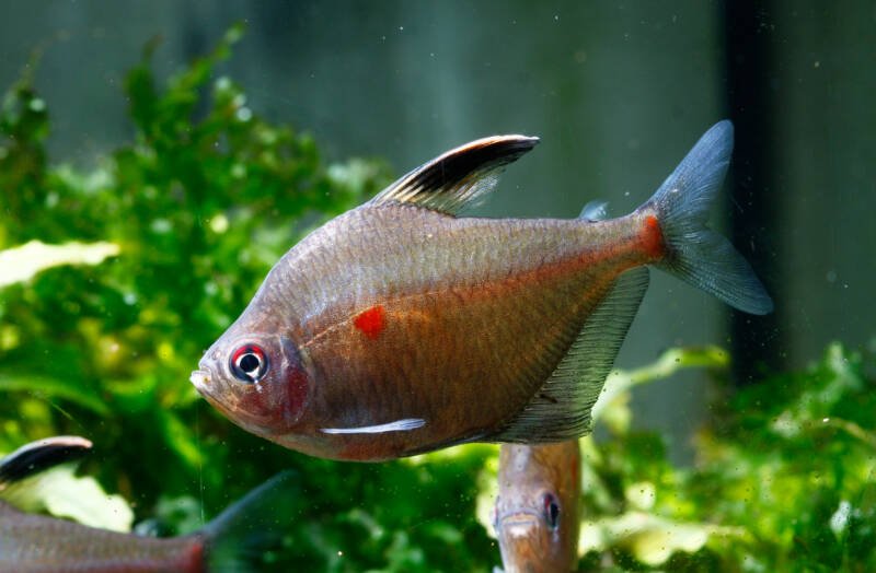 Hyphessobrycon erythrostigma also known as bleeding heart tetra swimming in a planted aquarium with other tetras