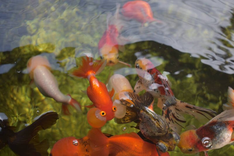 Different types of goldfish swimming together in aquarium close to the surface