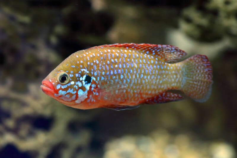 Hemichromis bimaculatus also known as jewel cichlid swimming in a freshwater aquarium