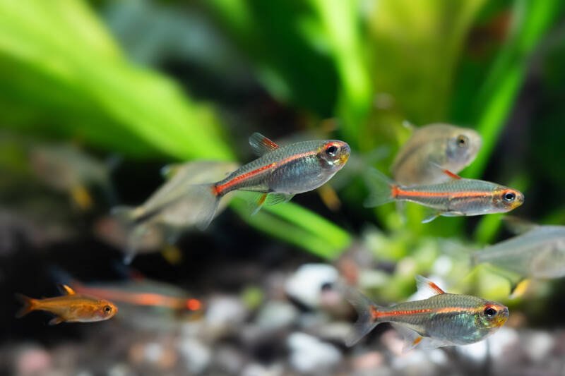 Hemigrammus erythrozonus also known as glowlight tetras swimming in a planted community aquarium with other types of tetras