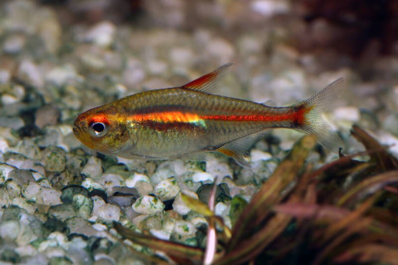 Hemigrammus erythrozonus also known as glowlight tetra swimming very close to the bottom in a planted aquarium
