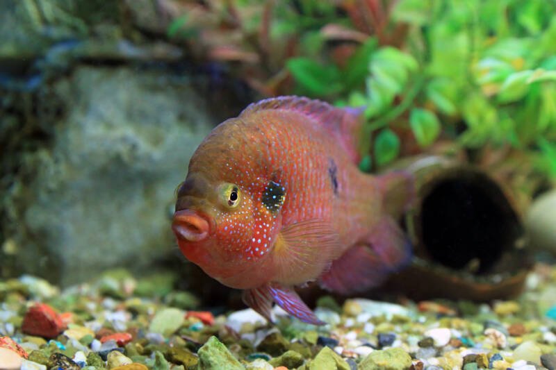 Adult of Hemichromis bimaculatus also known as jewel cichlid swimming in a bottom tank's area in a decorated aquarium