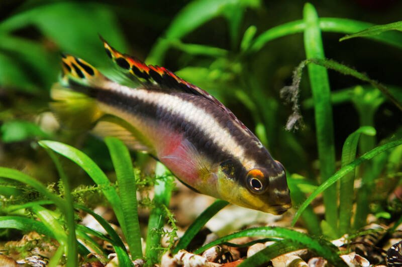 Kribensis cichlid trying to uproot live plants in a planted aquarium