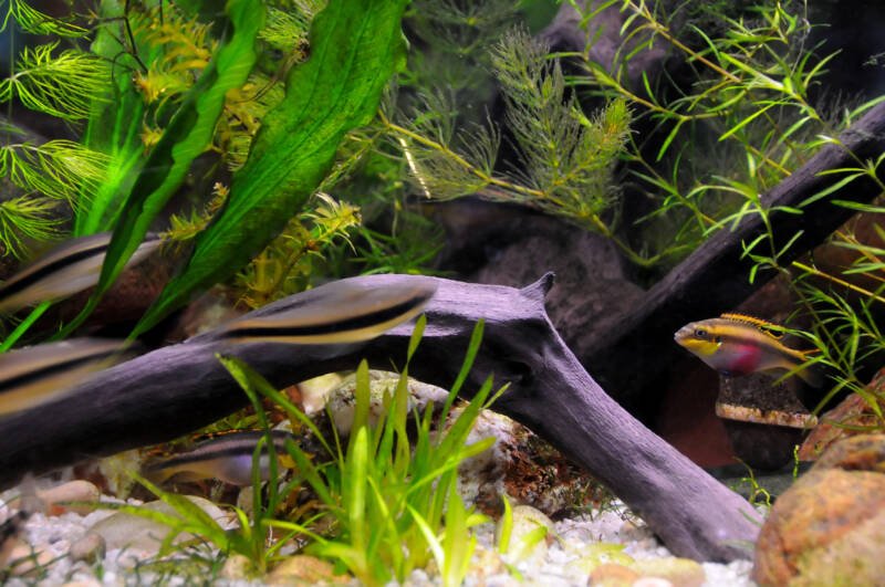 Planted aquarium setup for kribensis cichlids with driftwood