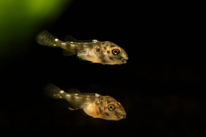 Two young kribensis fry swimming on the black background