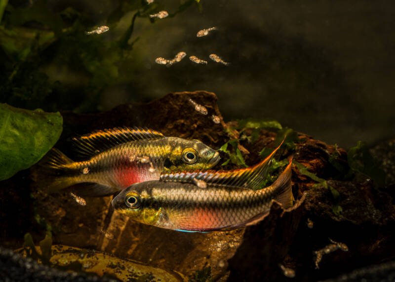 A couple of Pelvicachromis pulcher also known as kribensis cichlids guarding their young fry in aquarium