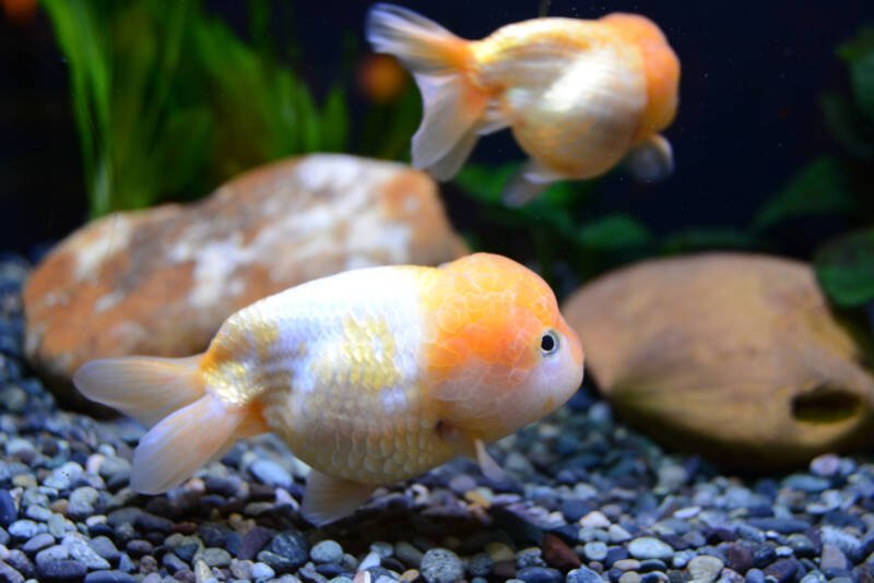 Lionchu or lionhead ranchu a fancy goldfish resulted from crossbreeding lionheads and ranchus swiming in a decorated aquarium with stones and plants