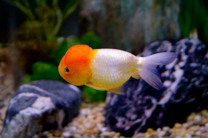 Lionhead variety of fancy goldfish swimming in a decorated aquarium with live plants and stones