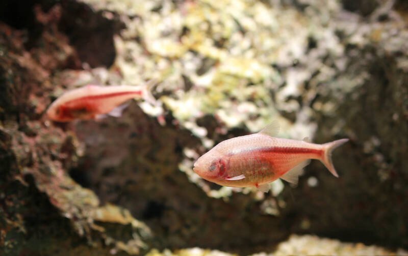 Pair of blind cave Mexican tetras swimming in aquarium with rocks