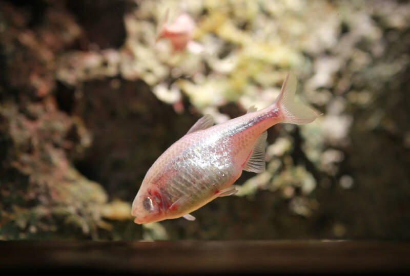 Blind cave Mexican tetra searching for food at the aquarium's bottom 