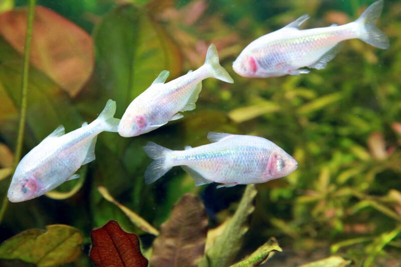 Little school of blind cave Mexican tetras swimming in a well planted aquarium