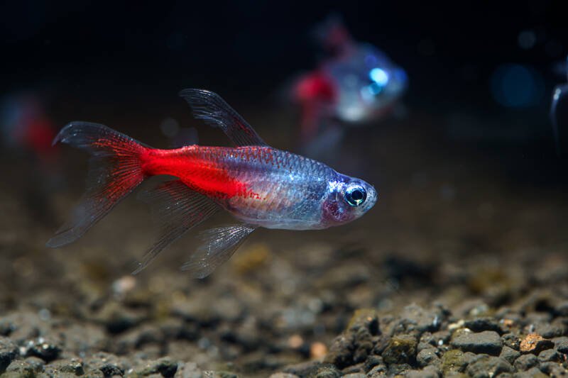 School of long-finned variation of Paracheirodon innesi also known as neon tetra swimming in aquarium with a dark substrate
