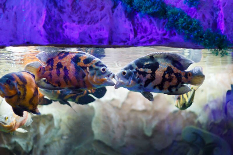 Astronotus ocellatus also known as Oscar fish fighting over the territory in aquarium