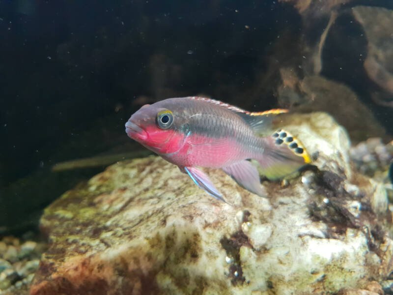 Male of Pelvicachromis pulcher also known as kribensis with pointed dorsal and anal fins swimming in aquarium