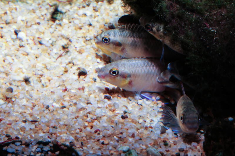 Three Pelvicachromis pulcher also known as kribensis cichlids hiding under a stone on the sandy bottom of aquarium
