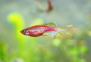 female betta