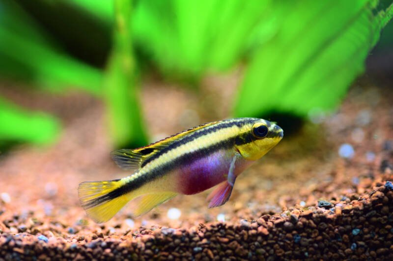 A female of Pelvicachromis pulcher also known as kribensis ready to breed swimming close to the bottom of a planted aquarium
