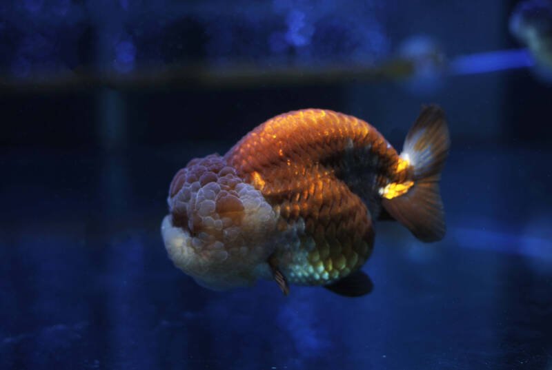 Rare color of Ranchu variety of Carassius auratus swimming in aquarium