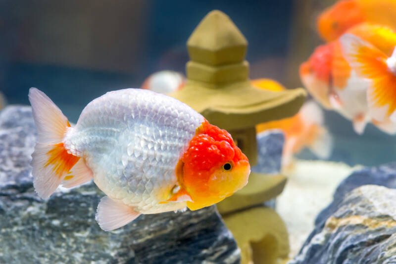 Several ranchu goldfish swimming in a Japanese aquarium setup with stones and decorative temples