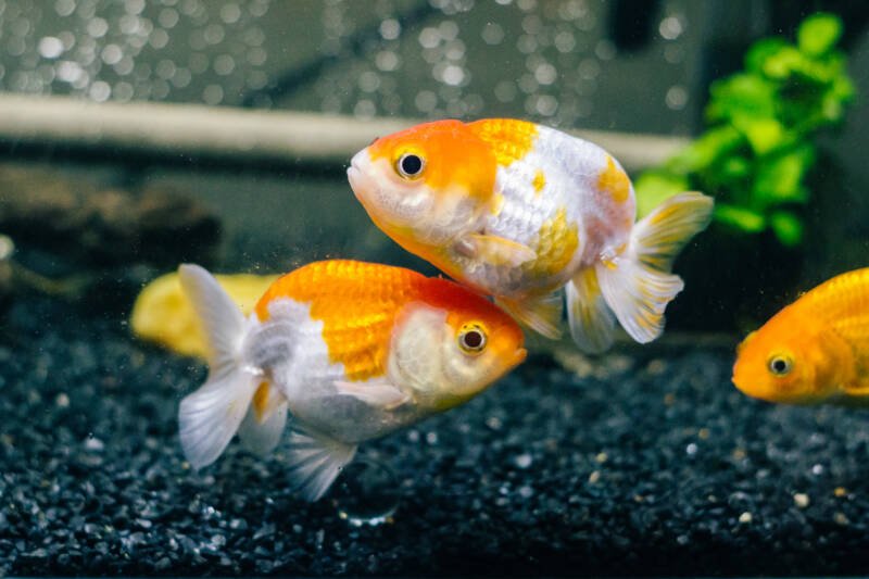 Young school of ranchu goldfish swimming in a planted aquarium with a dark substrate