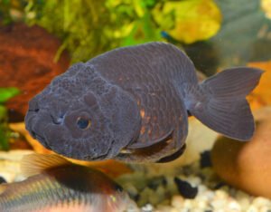 Ranchu Goldfish: Care Guide (with Tank Setup, Mates & Diet)