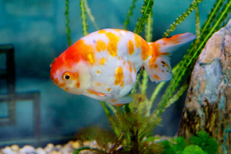 Ranchu Goldfish • Care Guide (Setup, Mates & Diet)